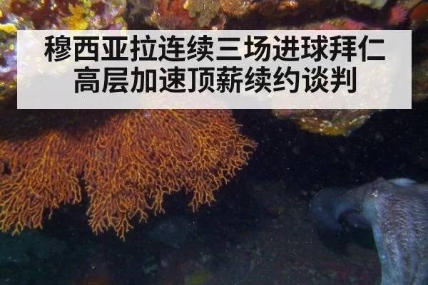 穆西亚拉连续三场进球拜仁高层加速顶薪续约谈判